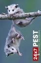 247 Possum Control Brisbane logo